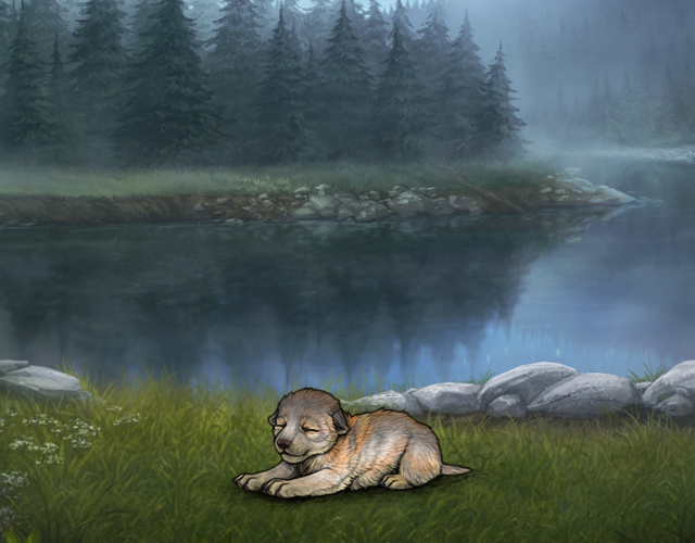 Random Wolf Image