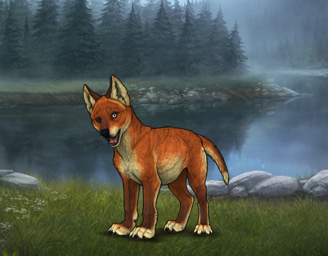 Random Wolf Image