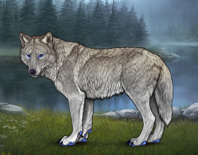 Random Wolf Image