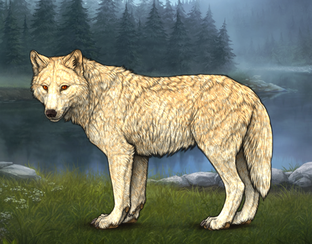 Random Wolf Image