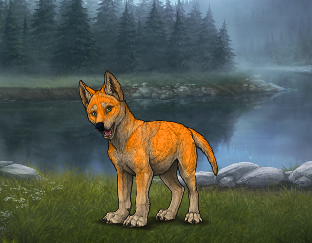 Random Wolf Image