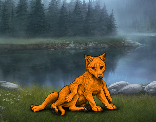 Random Wolf Image