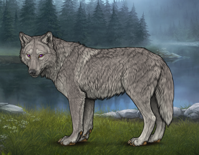Random Wolf Image