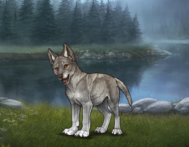 Random Wolf Image