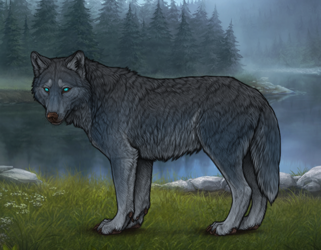Random Wolf Image