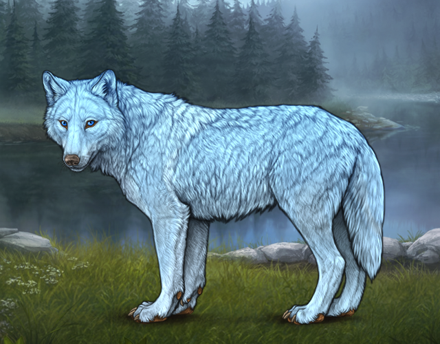Random Wolf Image