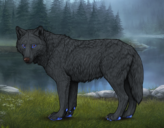 Random Wolf Image