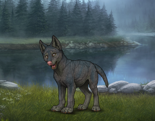 Random Wolf Image