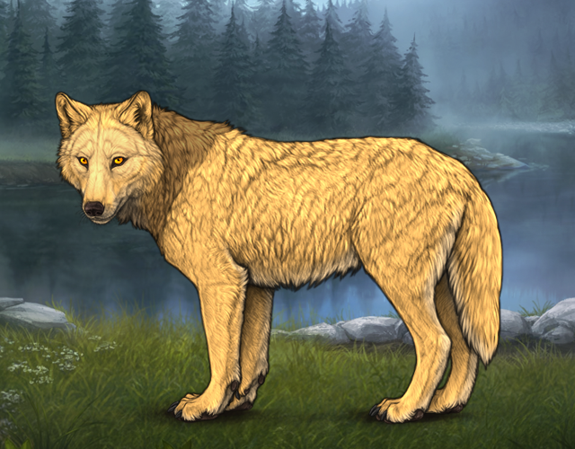 Random Wolf Image