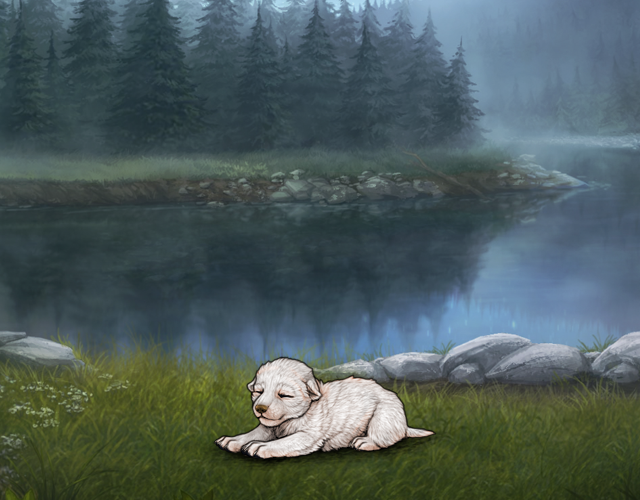 Random Wolf Image