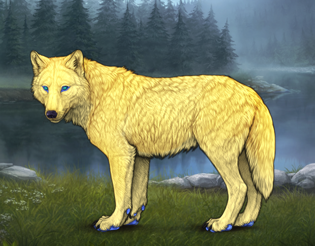 Random Wolf Image