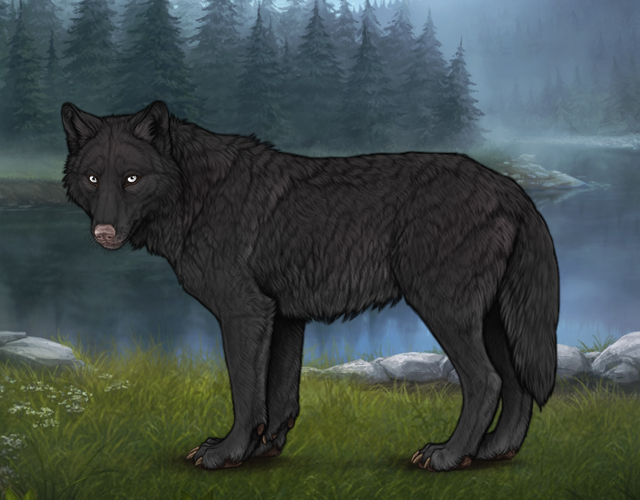Random Wolf Image