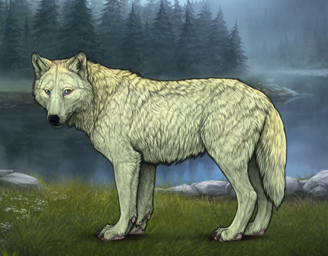 Random Wolf Image