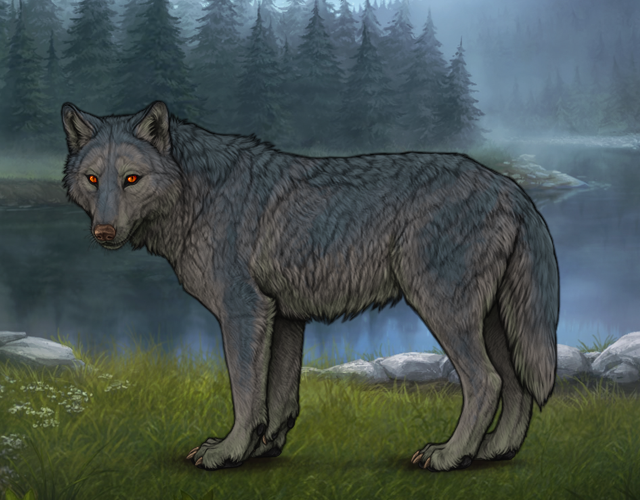 Random Wolf Image