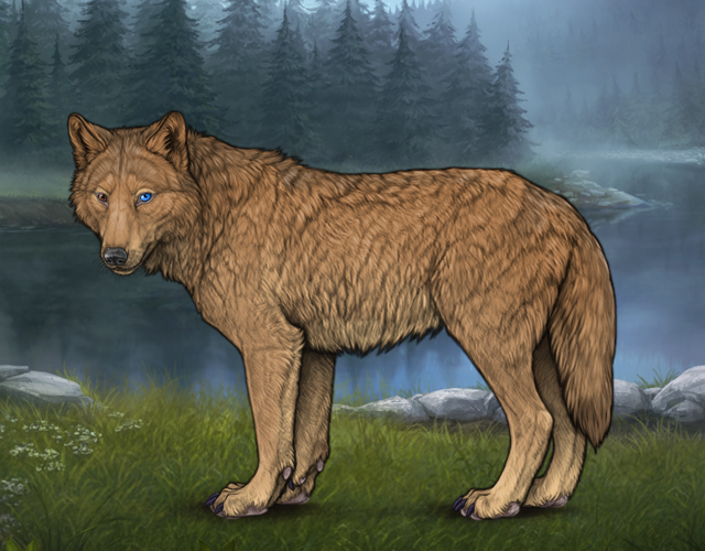 Random Wolf Image