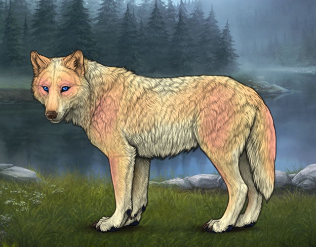 Random Wolf Image