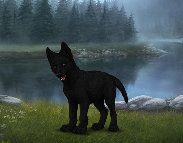 Random Wolf Image