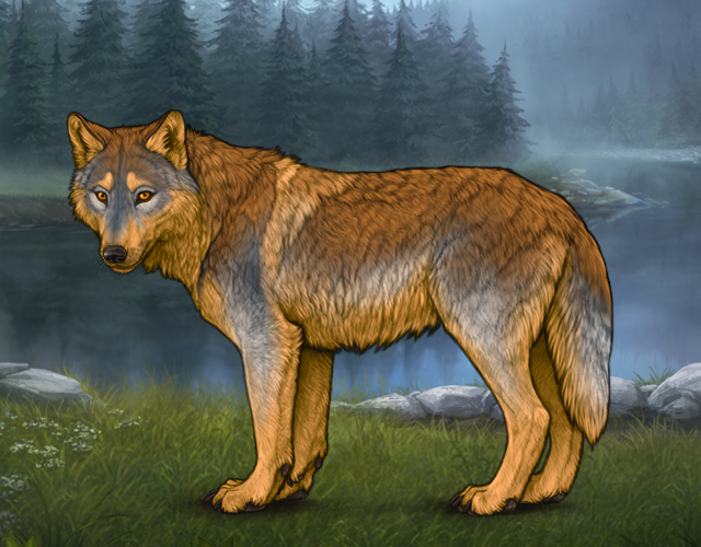 Random Wolf Image