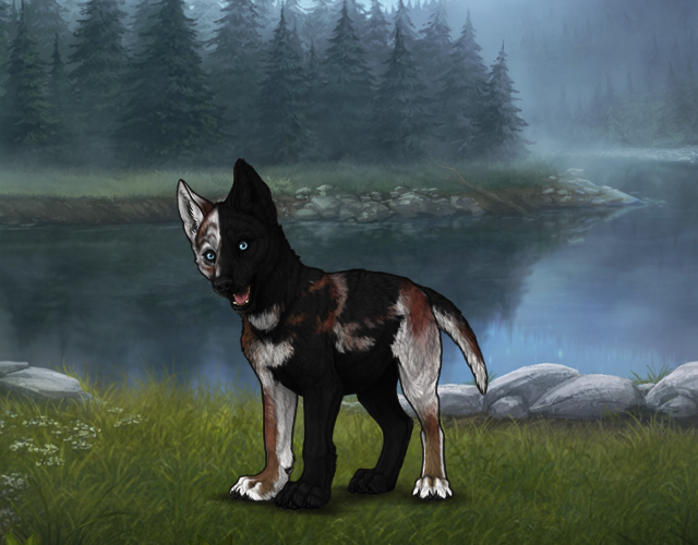 Random Wolf Image
