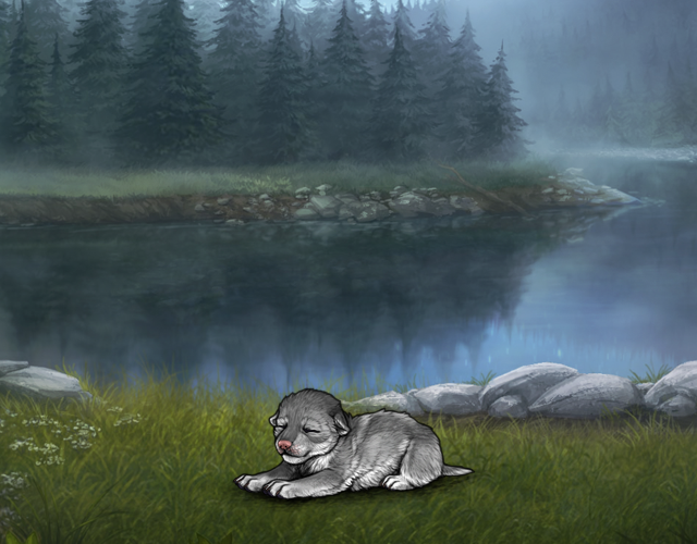 Random Wolf Image