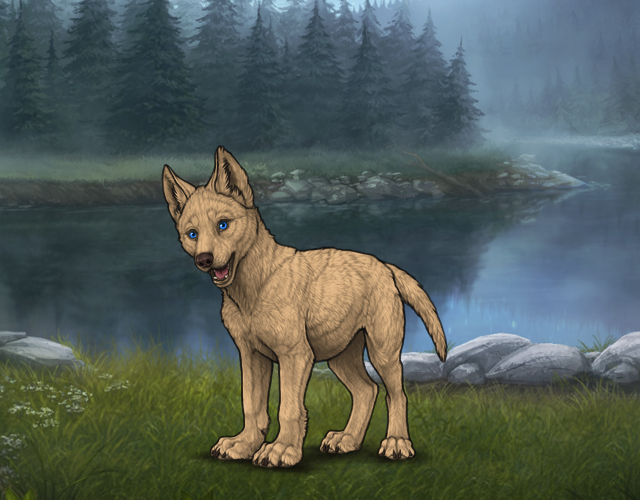 Random Wolf Image