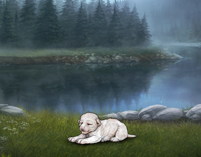Random Wolf Image