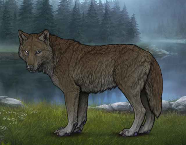 Random Wolf Image