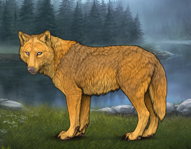 Random Wolf Image