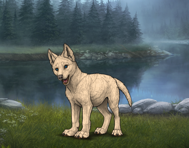 Random Wolf Image