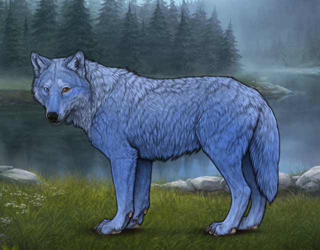 Random Wolf Image