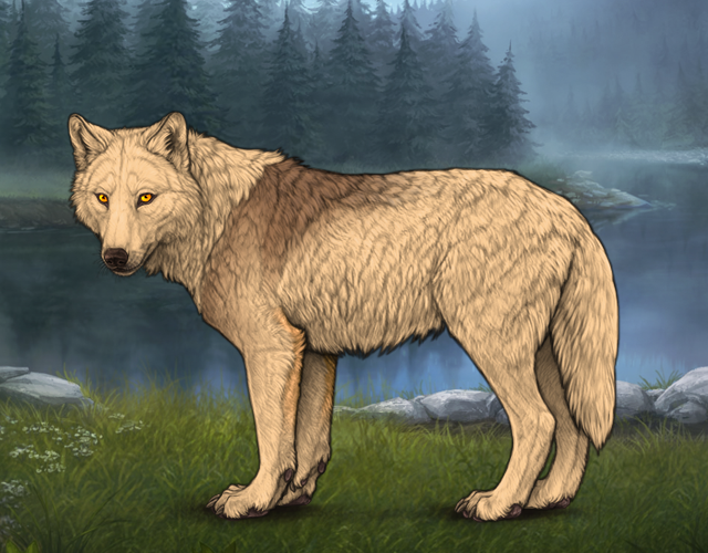 Random Wolf Image