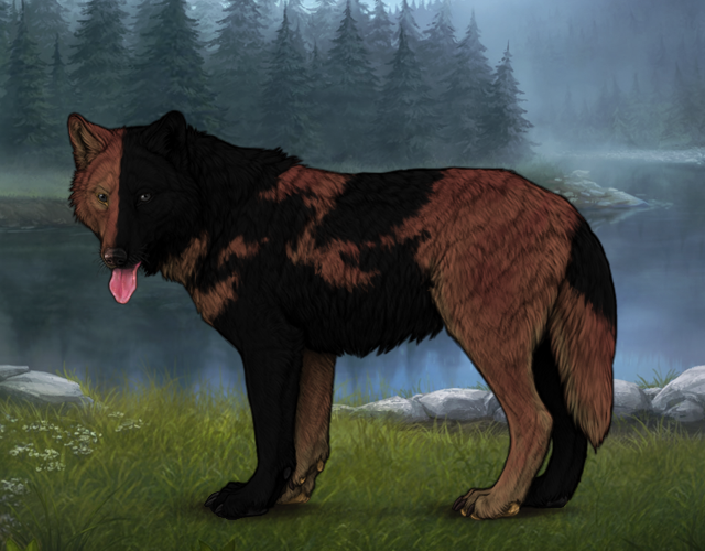 Random Wolf Image