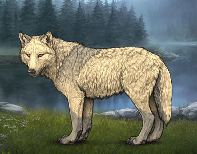 Random Wolf Image