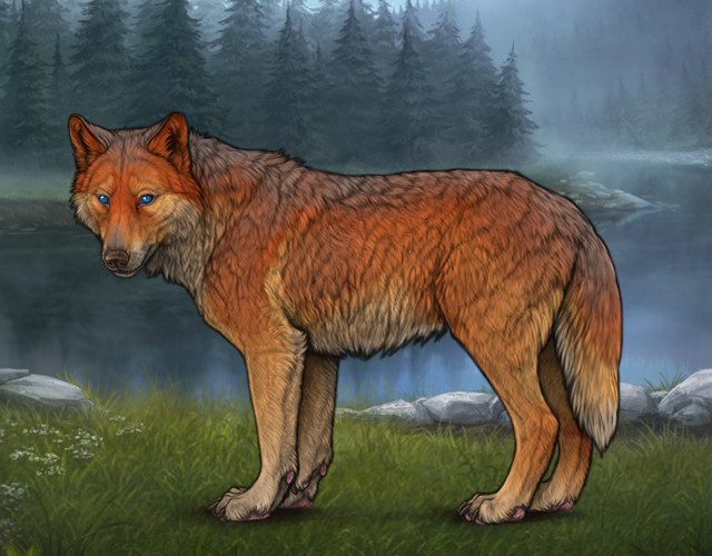 Random Wolf Image