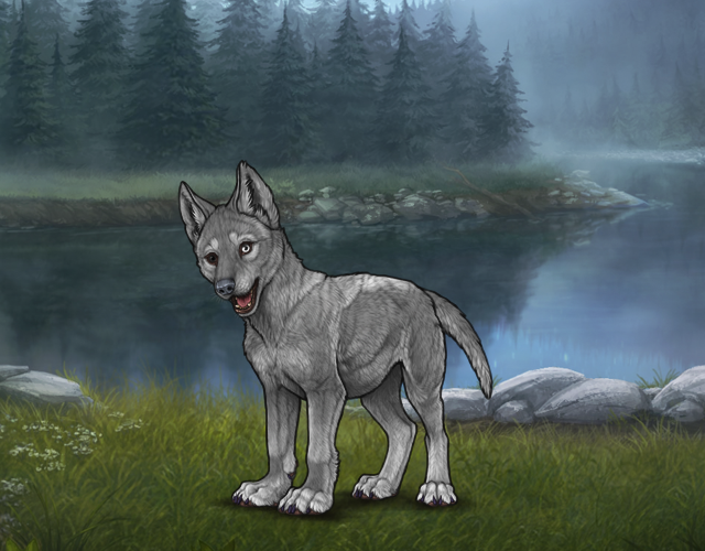 Random Wolf Image