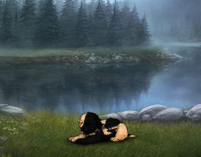 Random Wolf Image