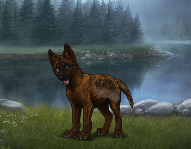 Random Wolf Image