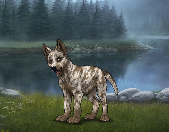 Random Wolf Image