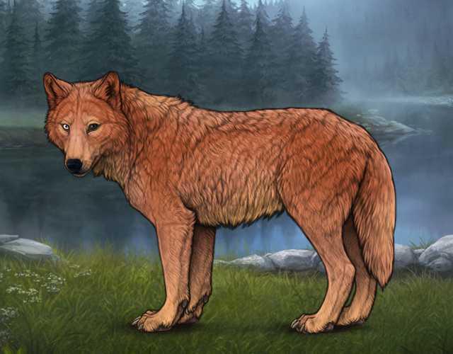 Random Wolf Image