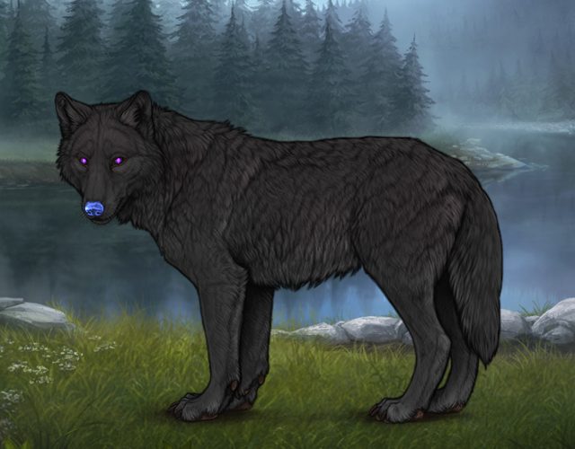Random Wolf Image