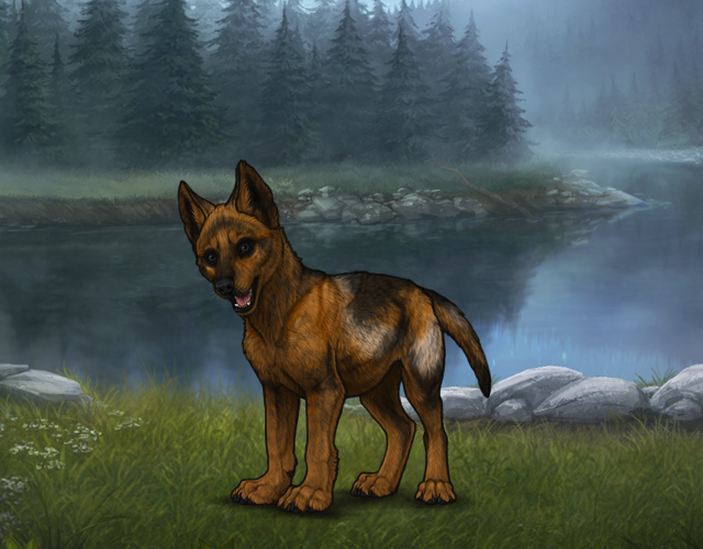 Random Wolf Image
