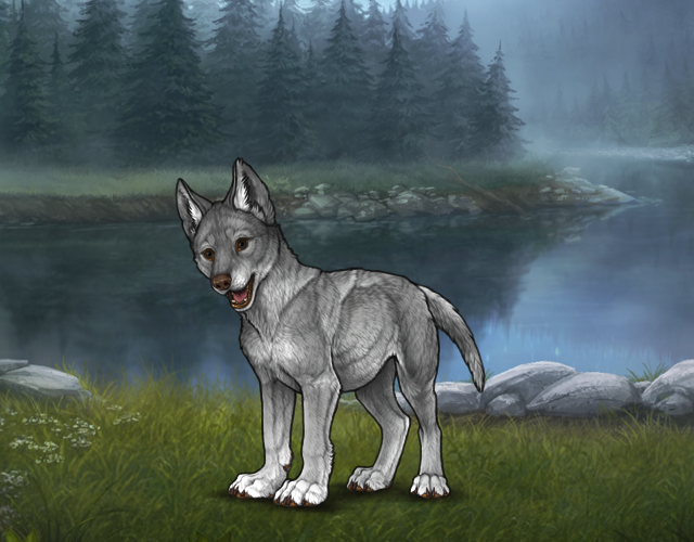 Random Wolf Image
