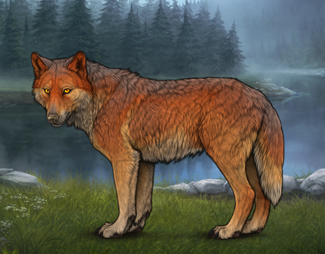 Random Wolf Image