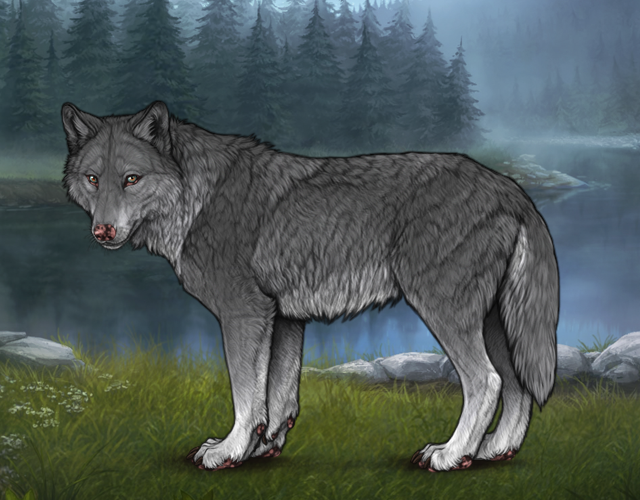 Random Wolf Image