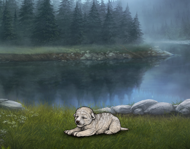Random Wolf Image
