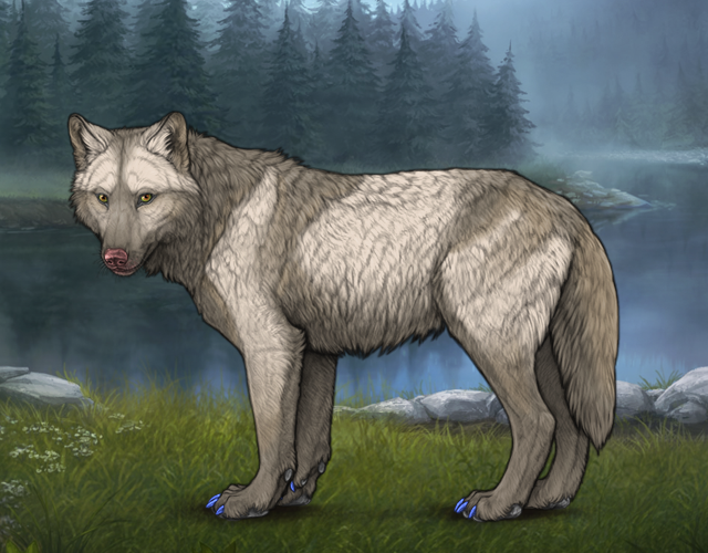 Random Wolf Image