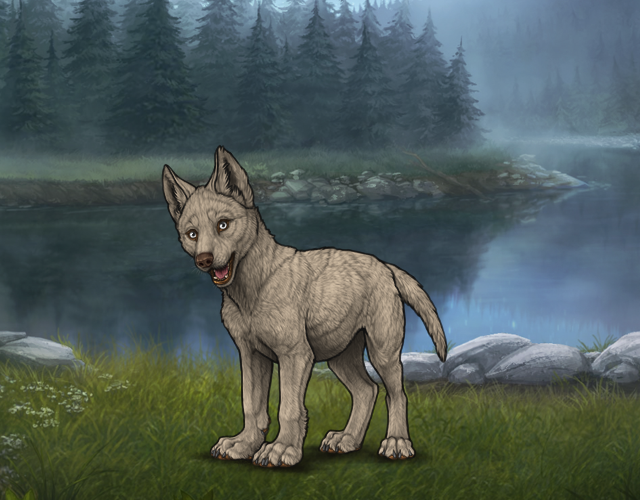 Random Wolf Image
