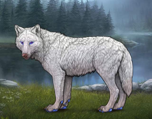 Random Wolf Image