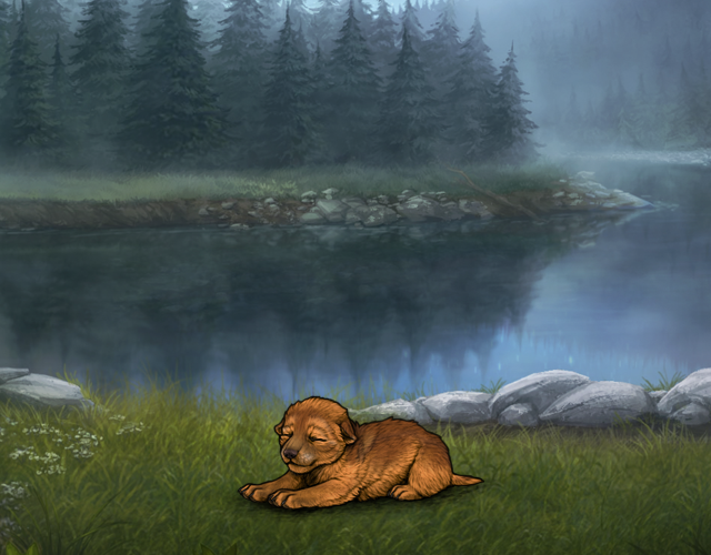 Random Wolf Image