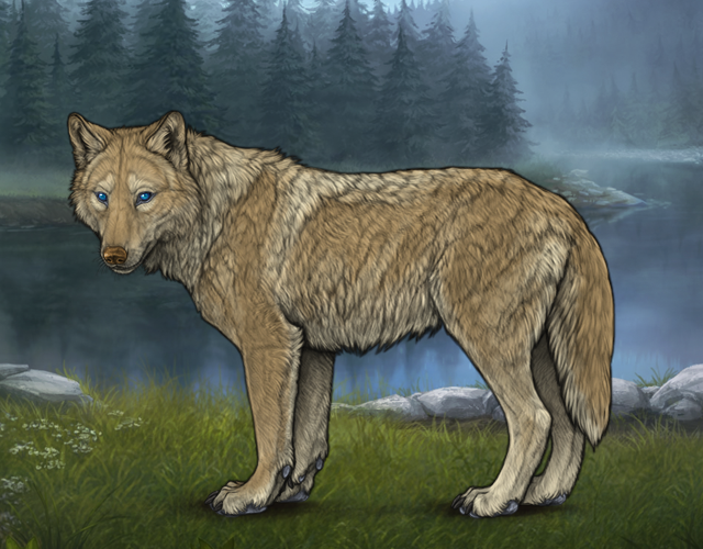 Random Wolf Image